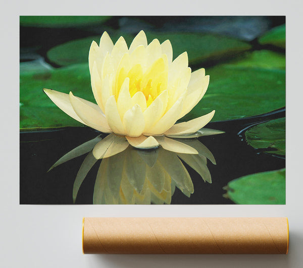 Yellow Water Lily Reflection