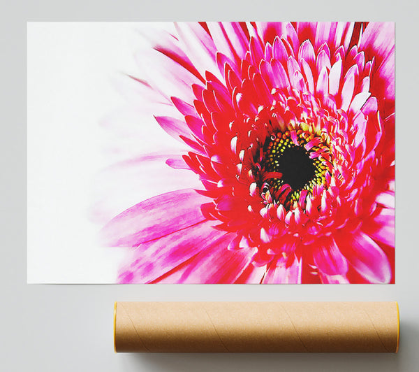 Stunning Pink Gerbera Petals