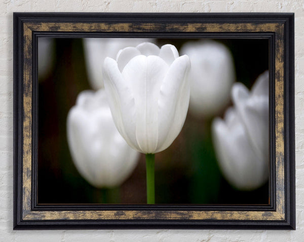 White Snowdrop Beauty