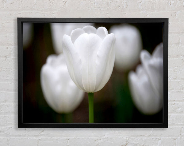 White Snowdrop Beauty