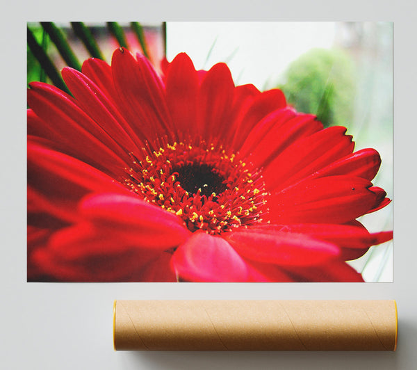 Cerise Gerbera Beauty