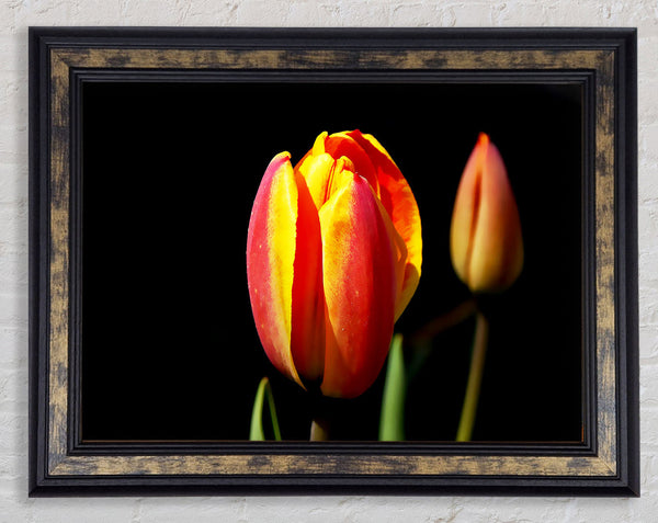 Tulips In A Bath Of Light