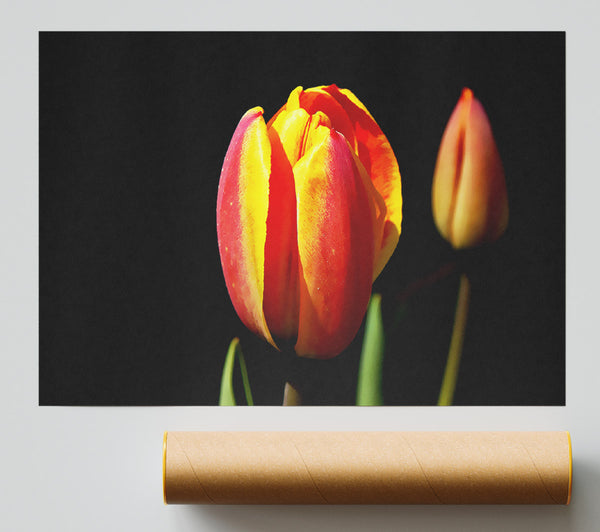 Tulips In A Bath Of Light