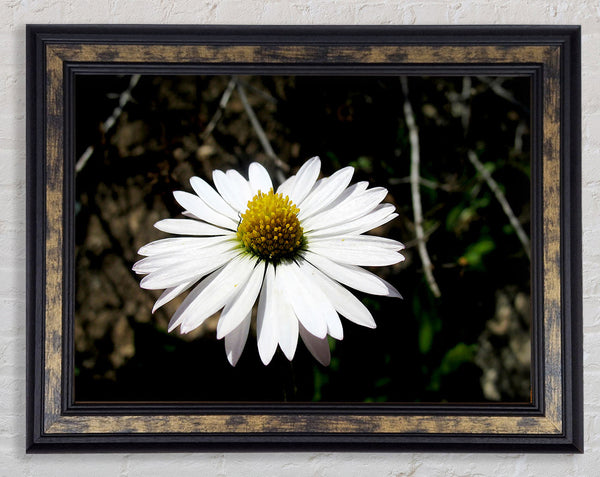 White Single Daisy Head