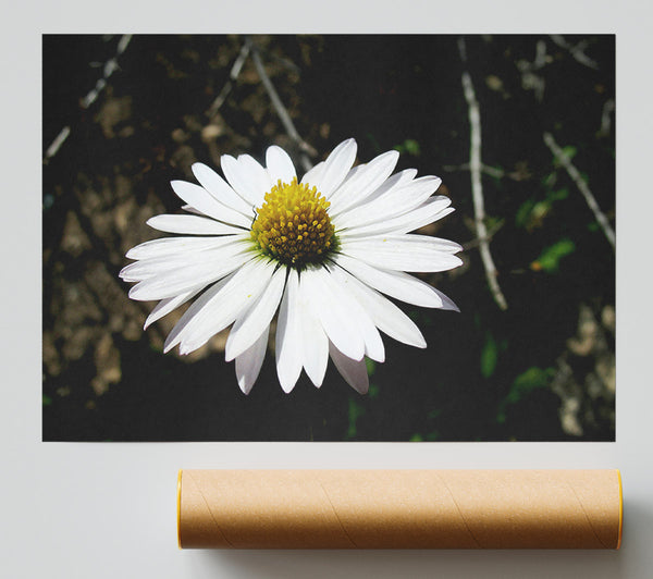 White Single Daisy Head