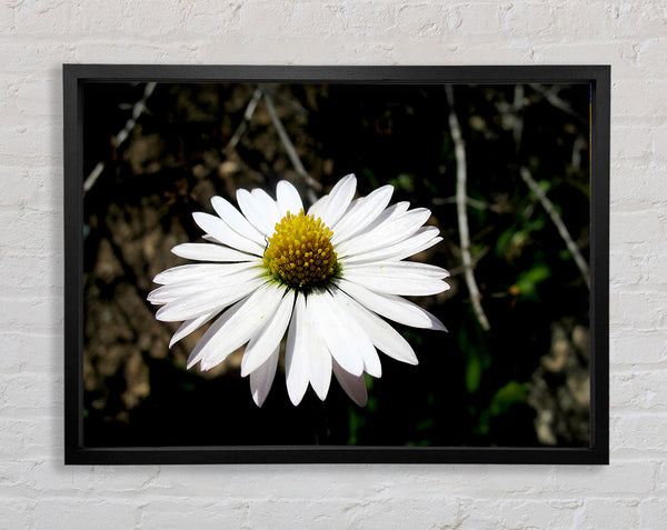 White Single Daisy Head