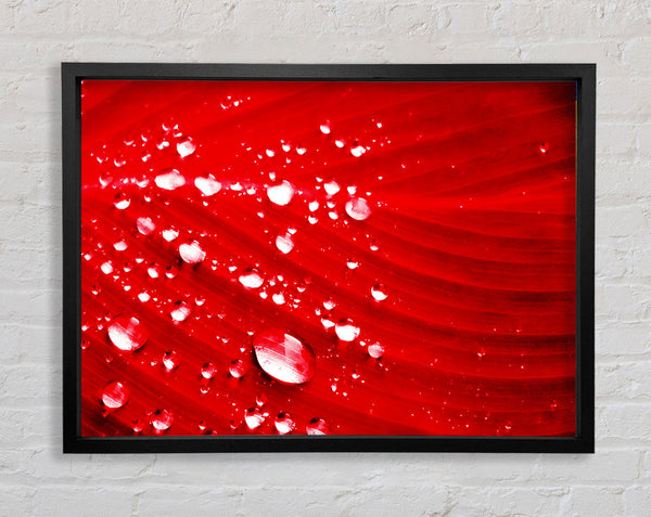 Red Water Droplets