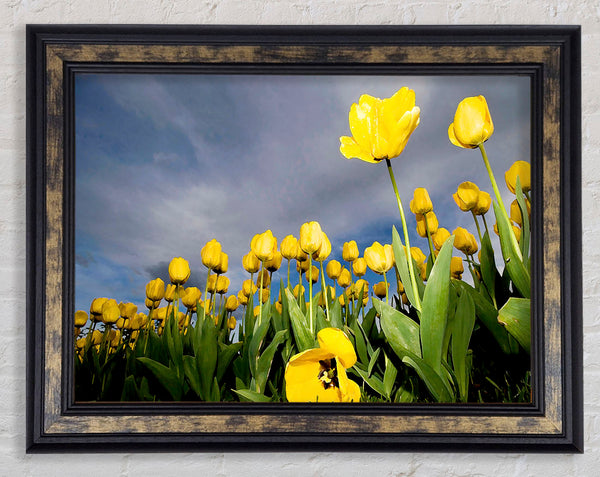 Yellow Tulip Field Storm