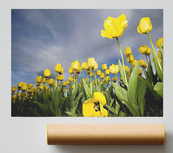 Yellow Tulip Field Storm