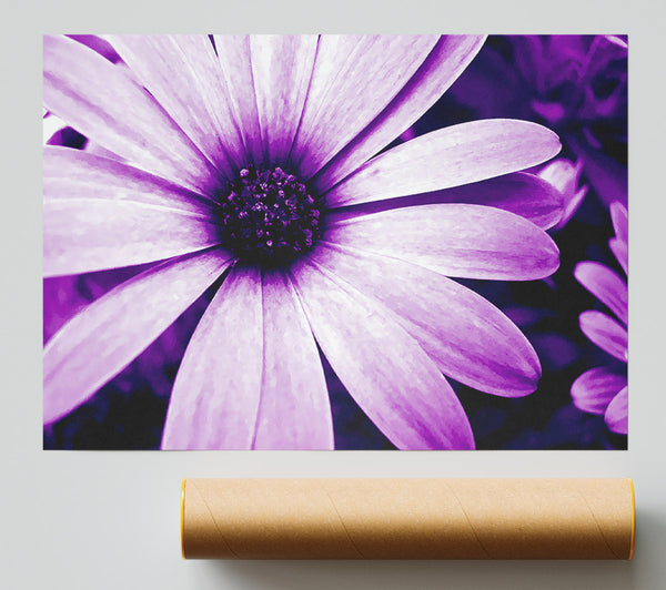 Purple Daisy Petals