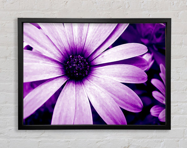 Purple Daisy Petals