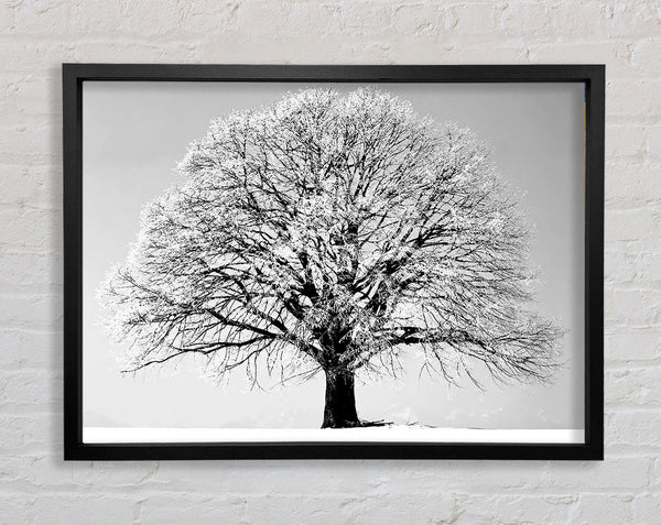 Winter Tree B n W