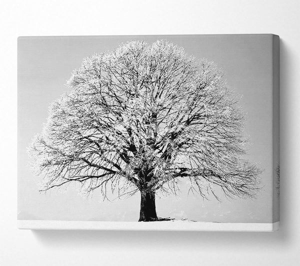 Winter Tree B n W