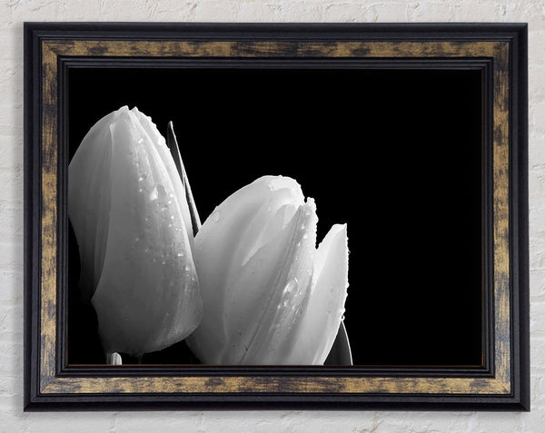 Black And White Tulip Beautys