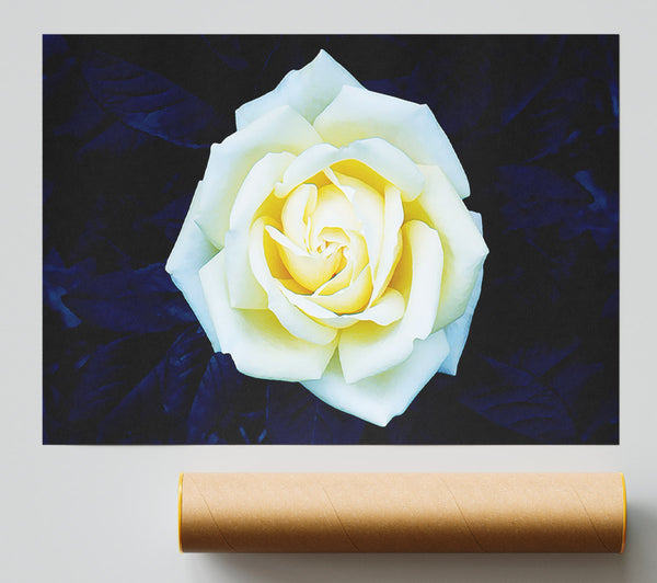 Yellow Rose On Blue Leaves