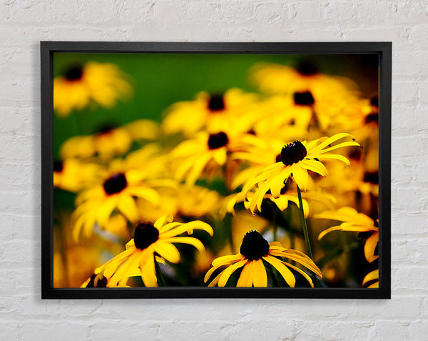 Yellow Daisy Pom Poms