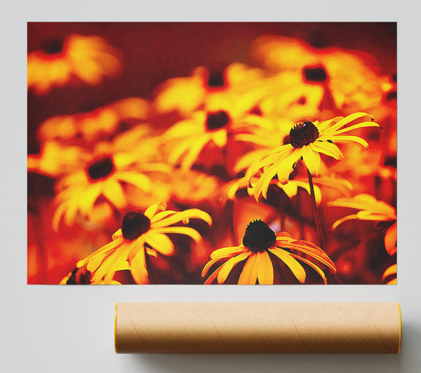 Daisies In Golden Sunlight