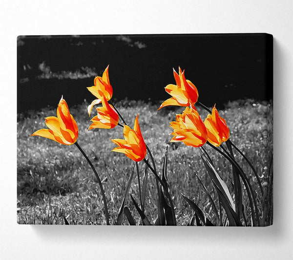 Orange Tulips On B n W