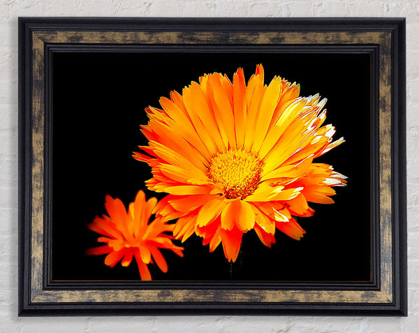 Vibrant Orange Gerberas