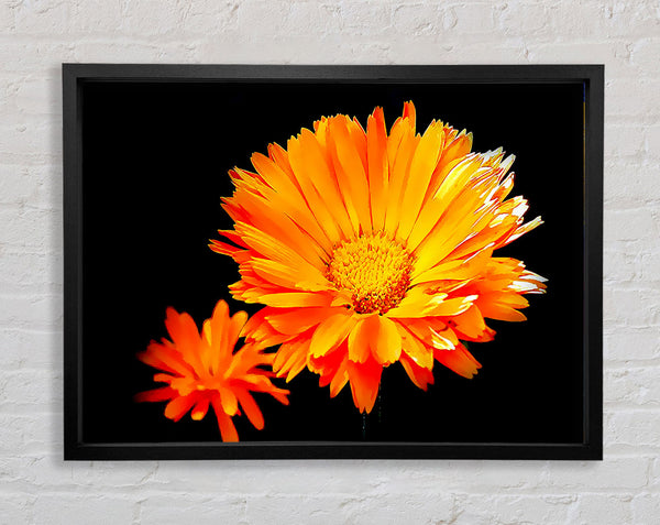 Vibrant Orange Gerberas