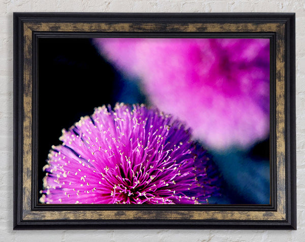 Cerise Pink Pom Poms