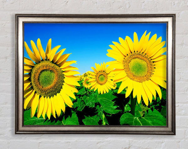 Huge Sunflower Heads In The Blue Cloudless Sky