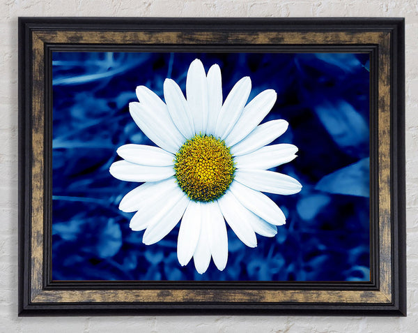 White Daisy Face On Blue