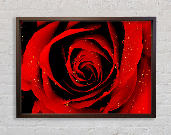 Close-Up Of A Red Rose