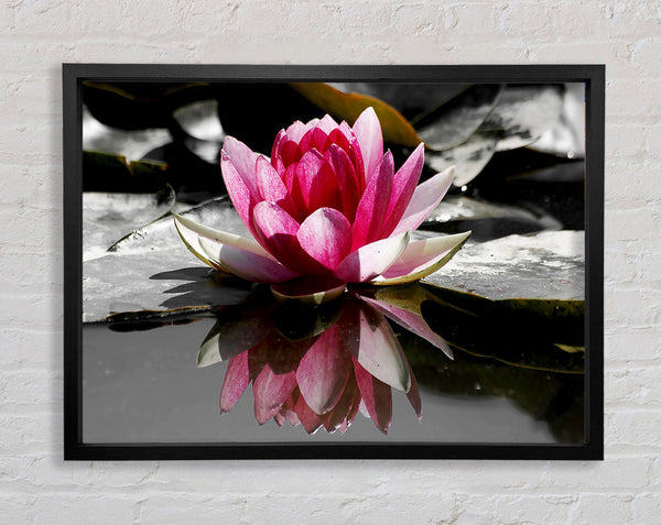 Pink Water Lily Reflections B n W