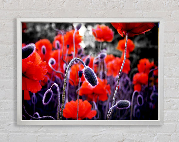 Field Of Red Poppys