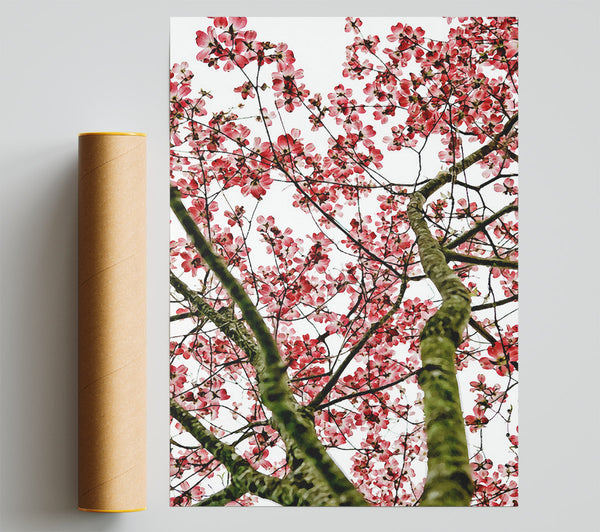 Pink Cherry Blossom Tree