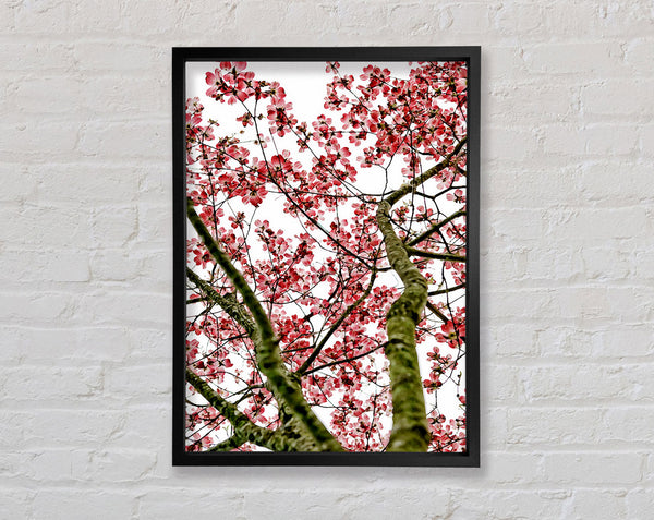 Pink Cherry Blossom Tree