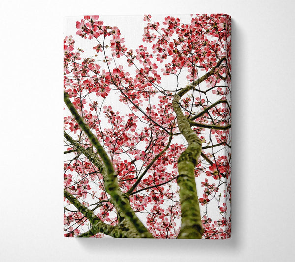 Pink Cherry Blossom Tree