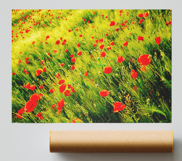 Wild Poppy Field