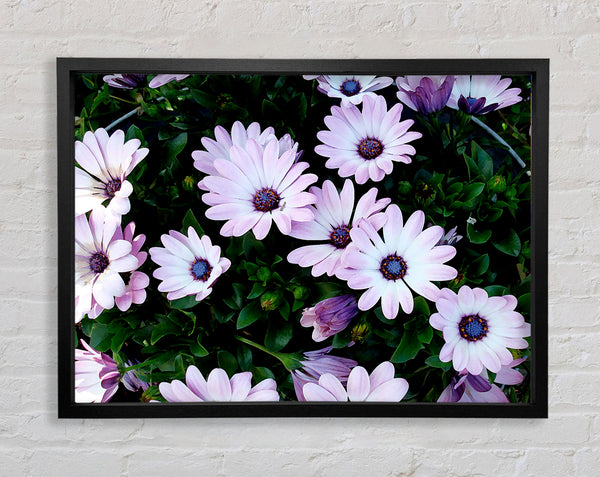 White Pink Baby Daisies