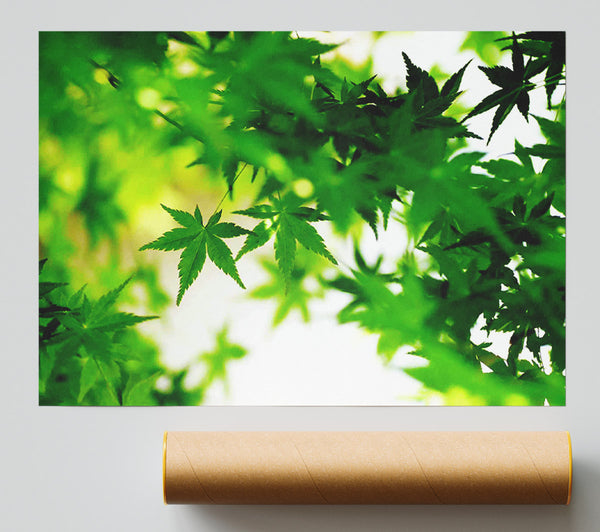 Green Leaves Bathed In Sunlight