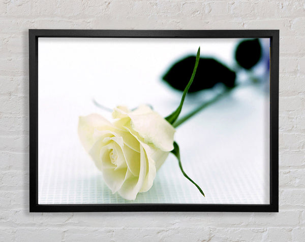 Single White Rose