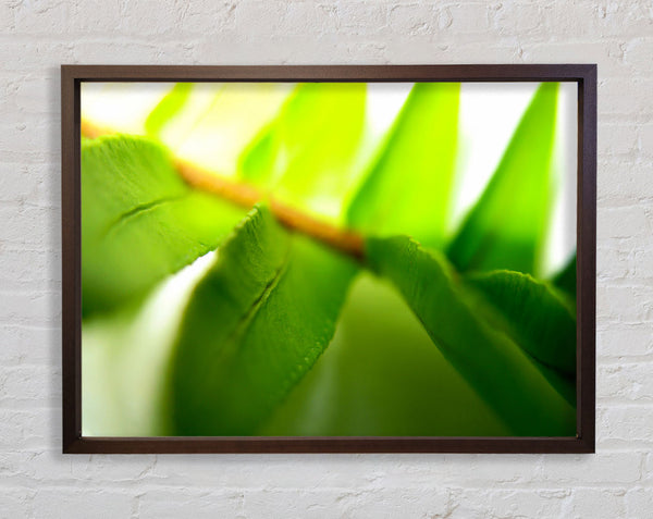 Green Leaves Close-Up