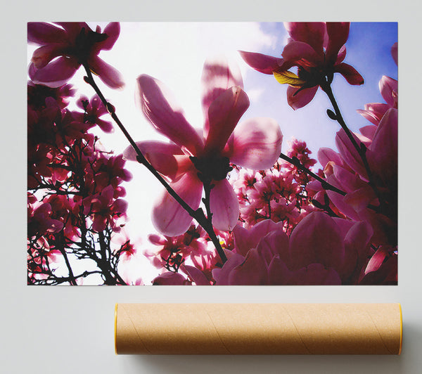 Pink Cherry Blossom In Sunlight