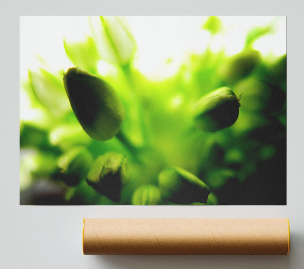 Green Buds In Sunlight