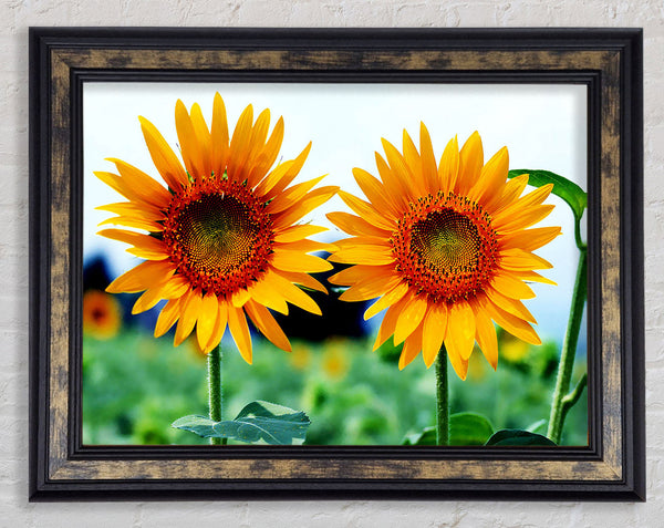 Twin Sunflowers