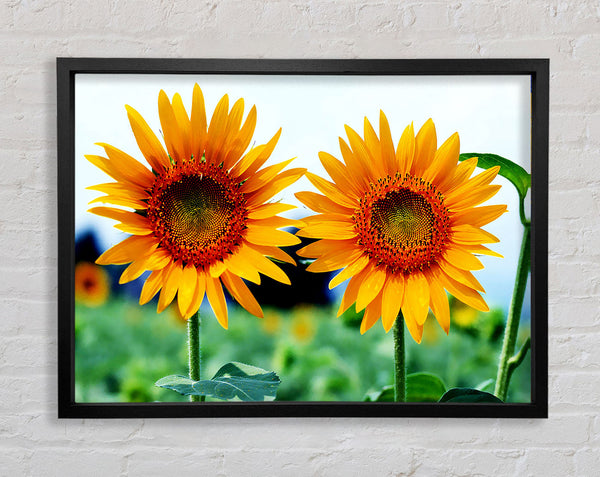 Twin Sunflowers