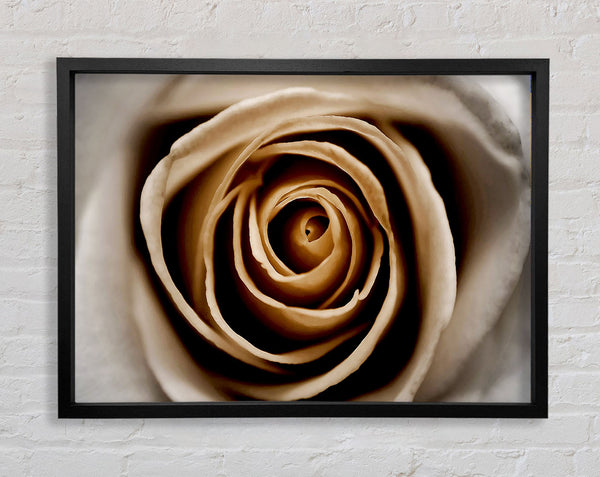 Stunning Sepia Rose Close-Up