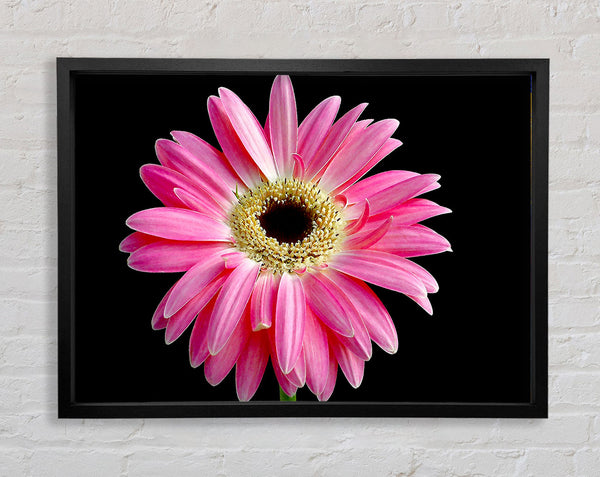 Pink Daisy On Black