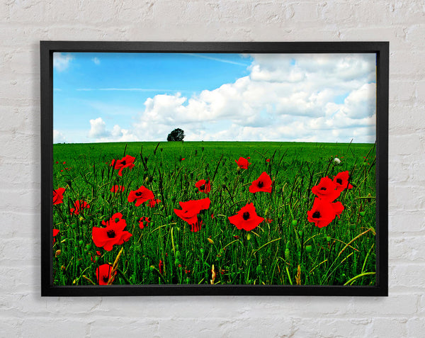 Poppy Fields On A Cloudy Day