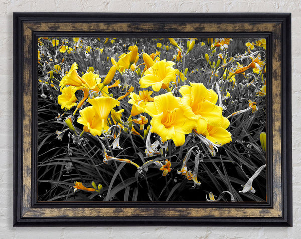 Yellow Trumpet Flowers On B n W