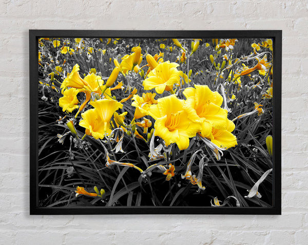 Yellow Trumpet Flowers On B n W