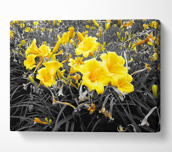 Yellow Trumpet Flowers On B n W