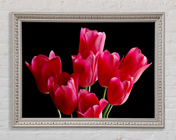 Flower Cerise Tulips