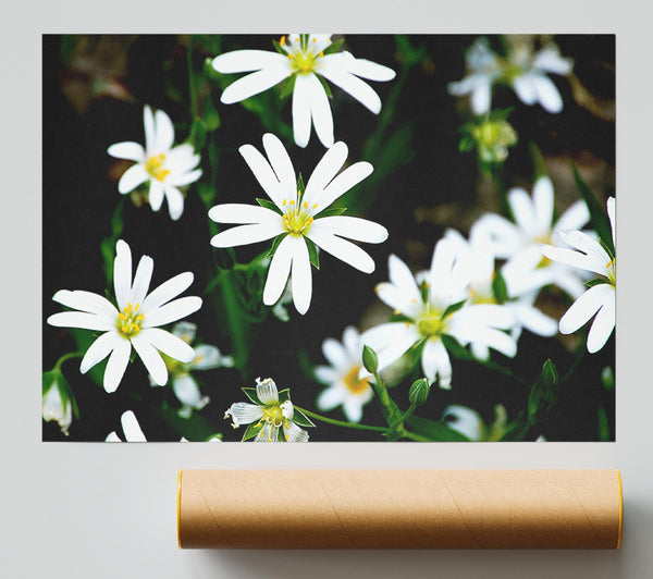 White Garden Daisies